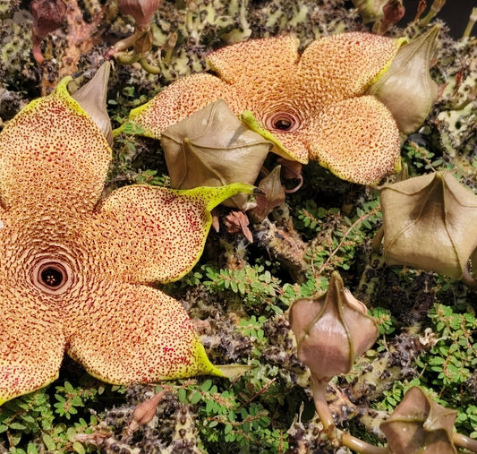 Edithcolea grandis seeds