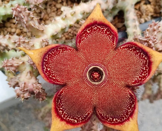 Edithcolea grandis 'Dreamsicle' seeds