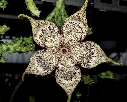 Edithcolea grandis ’Latte’ seeds