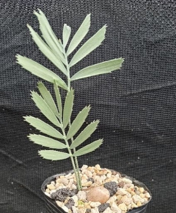 Encephalartos eugene-maraisii seeds