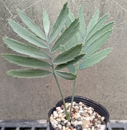 Encephalartos nubimontanus seeds