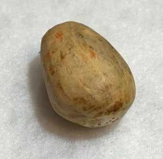 Encephalartus horridus seeds