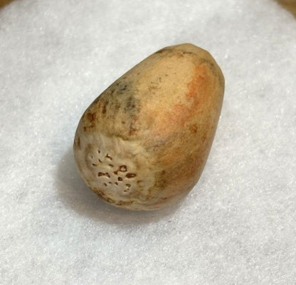 Encephalartus horridus seeds