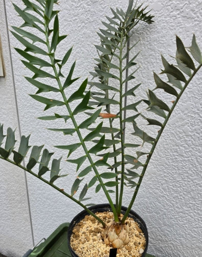 Encephalartus horridus seeds