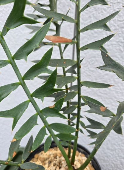 Encephalartus horridus seeds