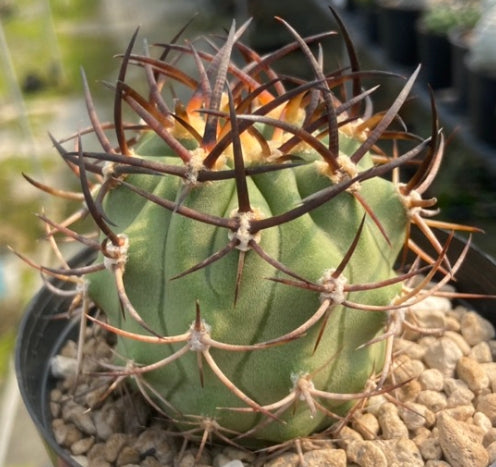 Eriosyce ihotzkyana seeds