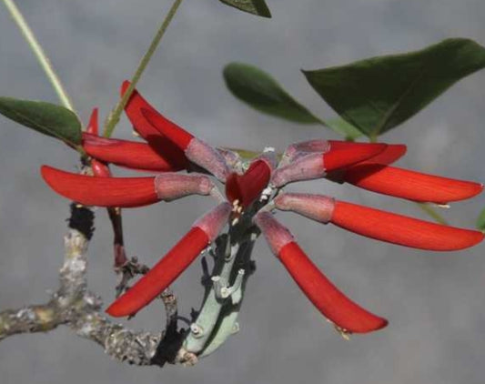 Erythrina flabelliformis seeds