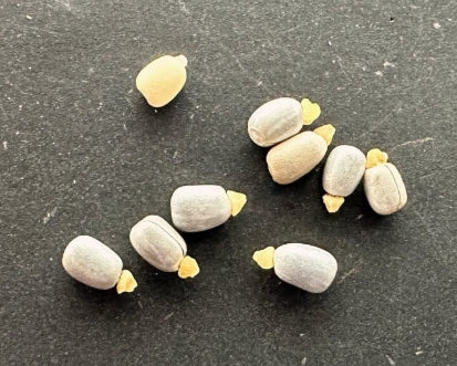 Euphorbia Characias Albo White Variegated seeds