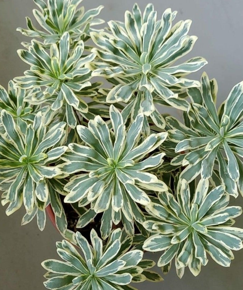 Euphorbia Characias Albo White Variegated seeds