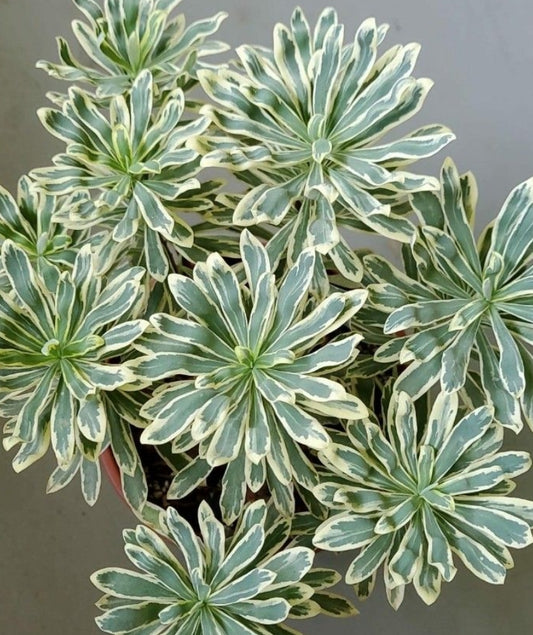 Euphorbia Characias Albo White Variegated seeds