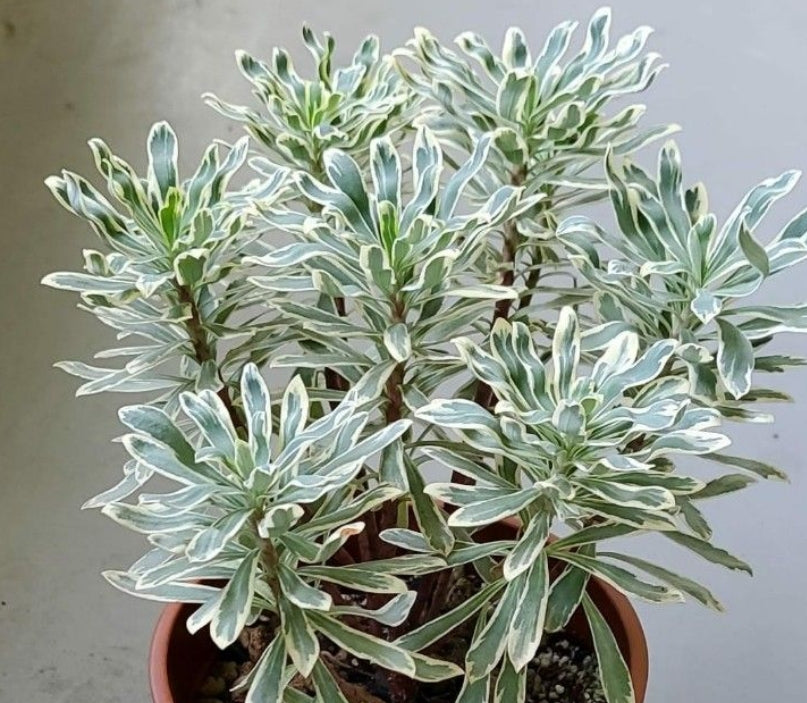 Euphorbia Characias Albo White Variegated seeds