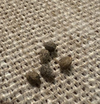 Euphorbia Huttonae seeds