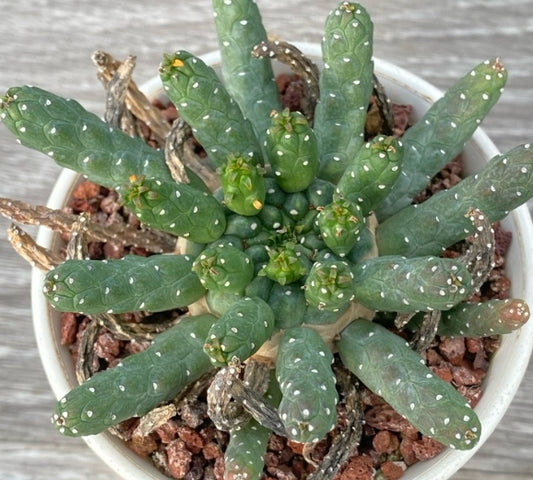 Euphorbia Huttonae seeds