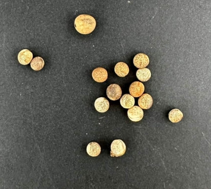 Euphorbia breviarticulata seeds