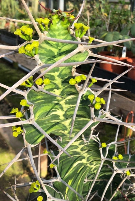 Euphorbia breviarticulata seeds