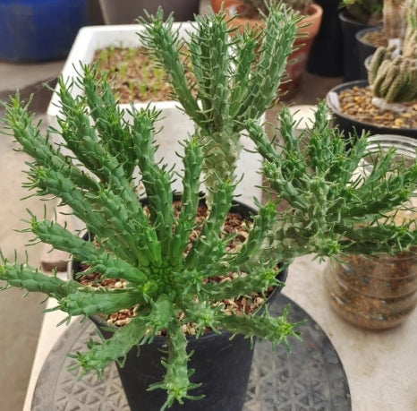 Euphorbia caput-medusae seeds