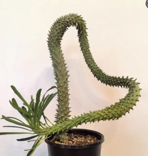 Euphorbia clandestina seeds