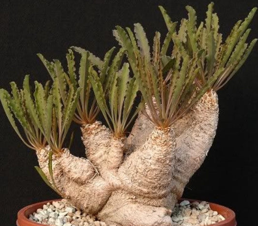 Euphorbia crispa seeds