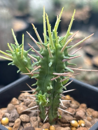 Euphorbia ferox seeds
