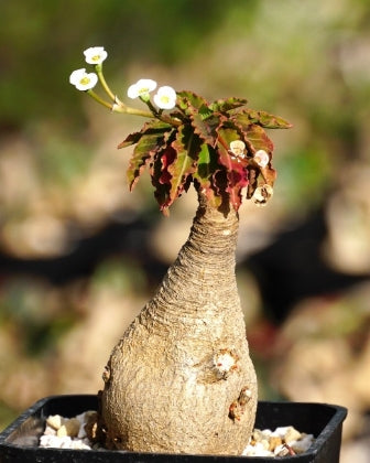 Euphorbia fishbone seeds