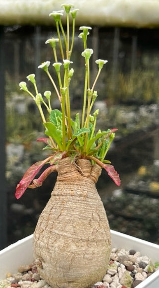 Euphorbia fusiformis seeds