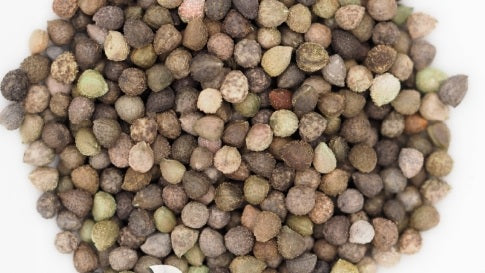 Euphorbia crispa seeds