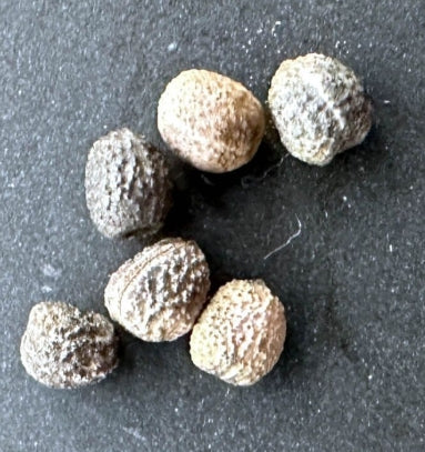 Euphorbia guillauminiana seeds