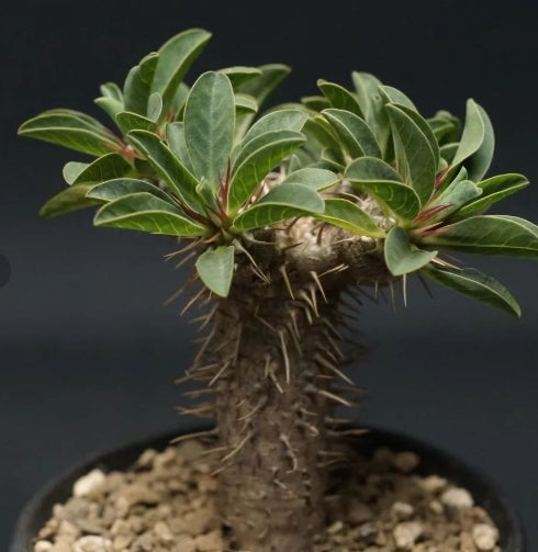 Euphorbia guillauminiana seeds