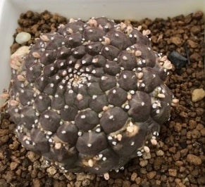 Euphorbia gymnocalycioides seeds