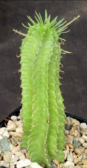 Euphorbia horrida v norveldensis seeds