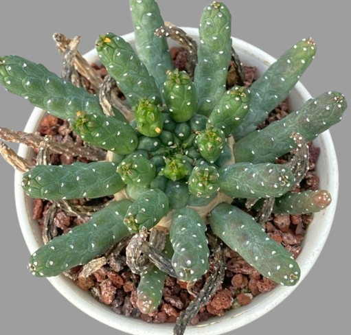 Euphorbia huttonae seeds