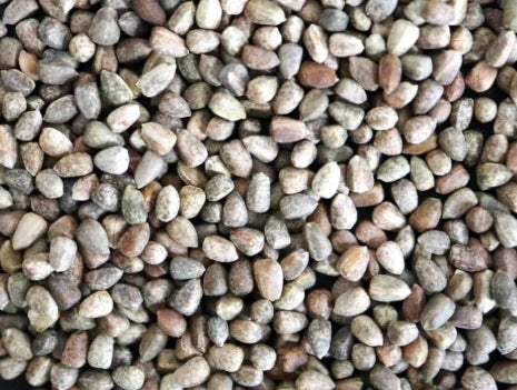 Euphorbia inermis seeds