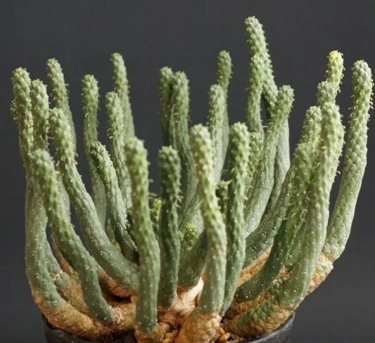 Euphorbia inermis seeds