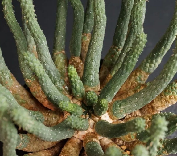 Euphorbia inermis seeds