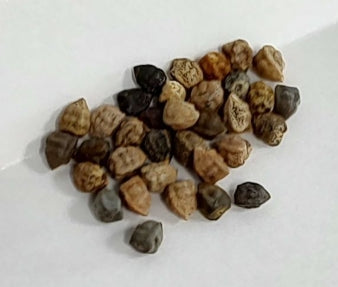 Euphorbia longituberculosa seeds