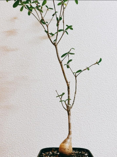 Euphorbia mahabobokenis seeds