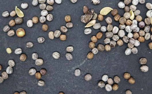 Euphorbia mahabobokensis seeds