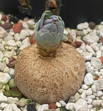 Euphorbia rapulum seeds