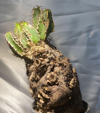 Euphorbia mlanjeana seeds