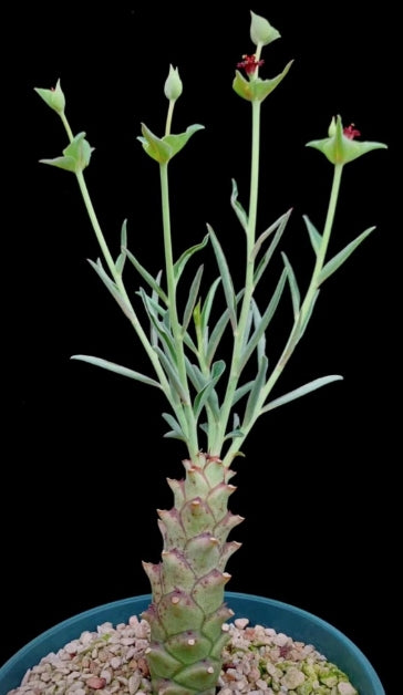Euphorbia monteiroi seeds