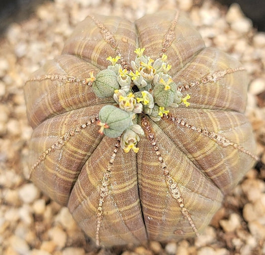 Euphorbia obesa seeds