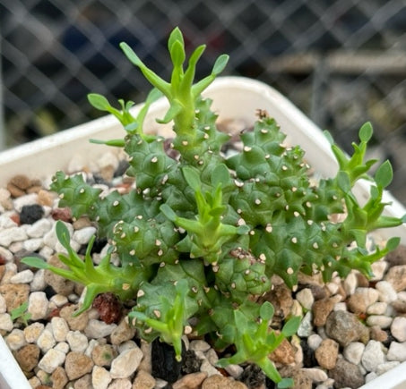 Euphorbia planiceps seeds