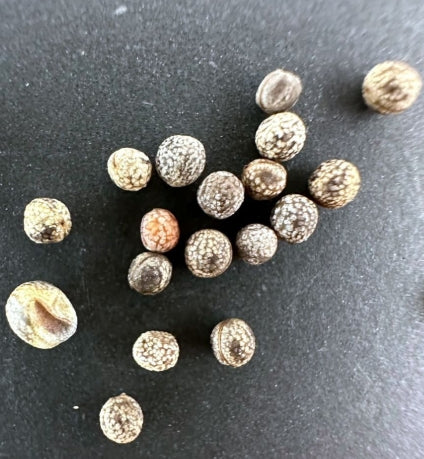 Euphorbia poissonii seeds