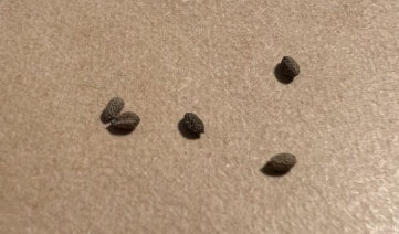 Euphorbia ramena seeds