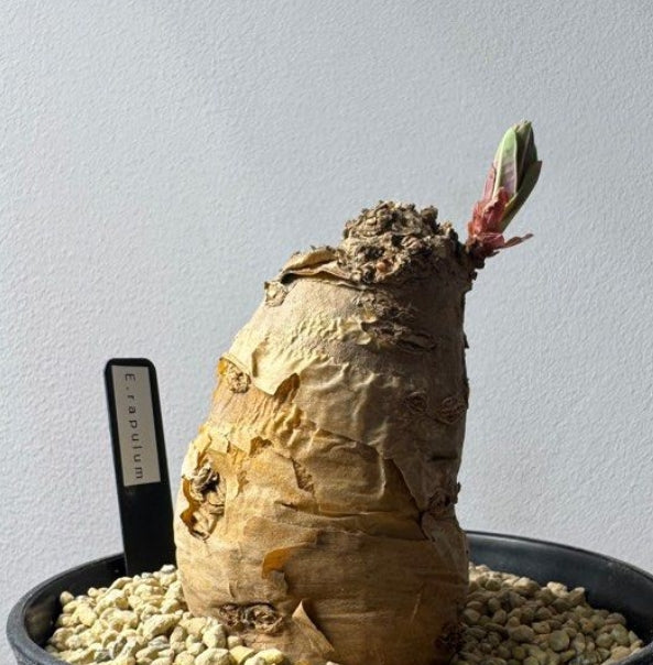 Euphorbia rapulum seeds