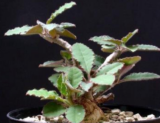 Euphorbia razafindratsirae seeds