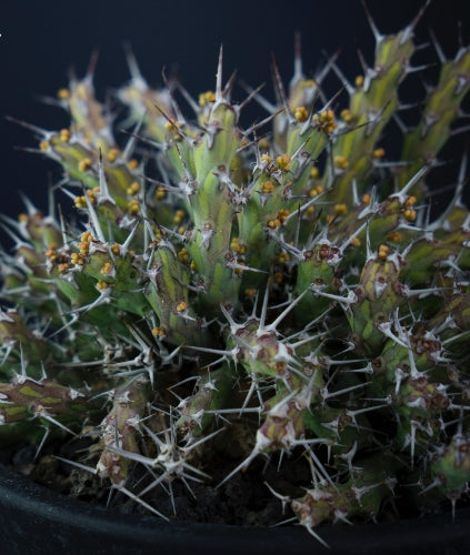 Euphorbia similiramea seeds