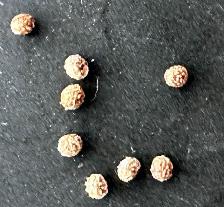 Euphorbia sp.aff.tenuispinosa seeds