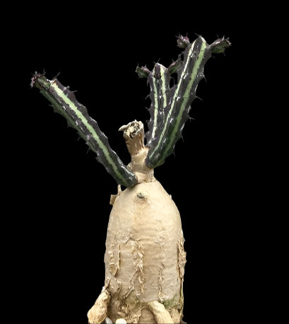 Euphorbia sp.aff.tenuispinosa seeds