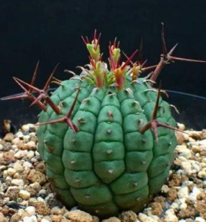 Euphorbia stellispina seeds